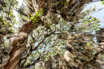 Closeup low angle, looking up view of tall southern live oak tree perspective with hanging Spanish moss in Savannah, Georgia