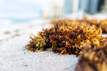 Macro closeup of dark red seaweed on beach sand showing detail, texture, bokeh during day in Miami, Florida with blue ocean background