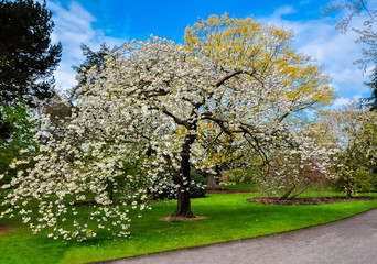 Wall Mural - Kew botanical garden in spring, London, United Kingdom