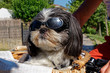 © Pictures news - Toutou avec lunette de  soleil