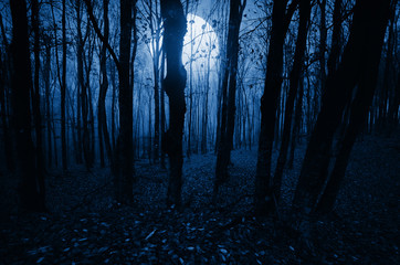 moonlight landscape in horror halloween woods