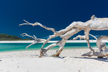 White Driftwood Tree On Amazing Whitehaven Beach With White Sand In The Whitsunday Islands, Australia