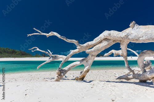 bialy-driftwood-drzewo-na-zadziwiajacej-whitehaven-plazy-z-bialym-piaskiem-w-whitsunday-wyspach-australia