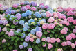 Hydrangea is pink, blue, lilac, violet, purple flowers and bushes are blooming in spring and summer in town garden.