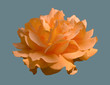 Flower of a yellow tea rose