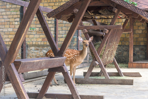 Spotted Deer Standing Near The Feeders With Hay Buy This Stock
