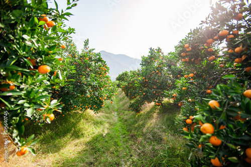 Cuadros en Lienzo Mandarin orchard ready to be harvested