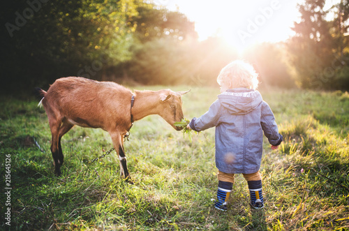 Pinturas sobre lienzo A little toddler boy feeding a goat outdoors on a meadow at sunset
