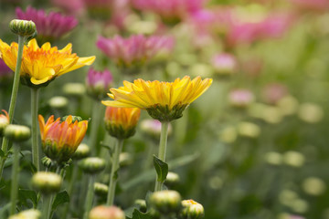 Wall Mural - Chrysanthemum flowers in plantation