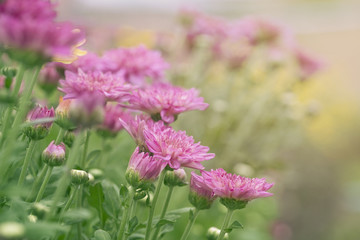 Wall Mural - Pink Chrysanthemum flowers in plantation
