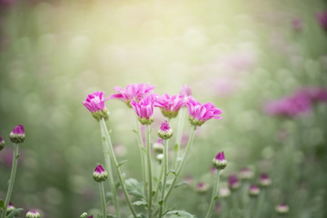 Wall Mural - Pink Chrysanthemum flowers in plantation