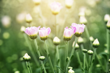 Wall Mural - Chrysanthemum flowers in plantation