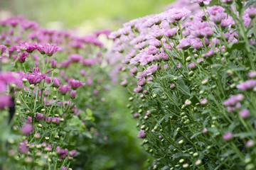 Wall Mural - Pink Chrysanthemum flowers in plantation