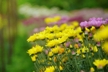 Wall Mural - Yellow Chrysanthemum flowers in plantation