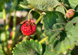 Bush of red strawberry