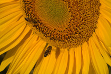 Wunderschöne Wildbiene Auf Einer Sonnenblume