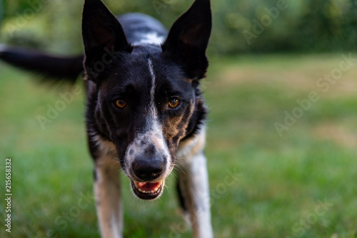 Fotografie, Obraz Gros plan d'un chien de berger ou de troupeau, le border Collie le regard attent