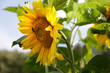 beautiful and large yellow flowers of sunflower, large green leaves.