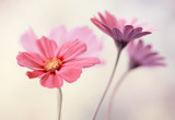 Fototapeta Kwiaty - Różowe pastelowe kwiaty
