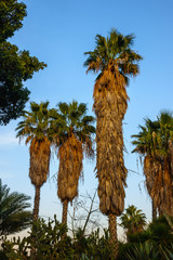 View of Yarkon Park, Tel Aviv, Israel