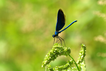 Poster - Dragonfly sitting on the grass near the water