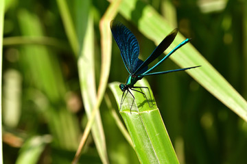 Poster - Dragonfly sitting on the grass near the water