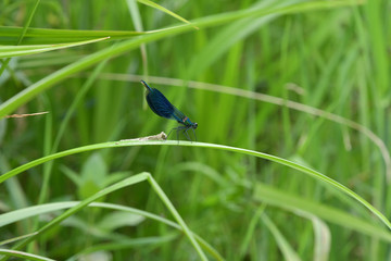 Wall Mural - Dragonfly sitting on the grass near the water