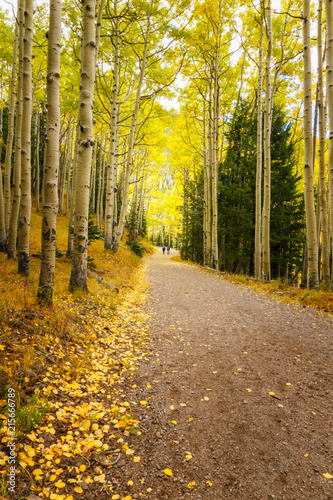long scenic forest road