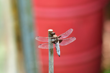 Wall Mural - close up Dragonfly with wings sitting on the stick