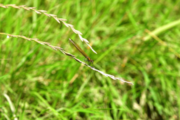 Poster - Dragonfly sitting on the grass near the water