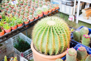 Wall Mural - little cactus in market