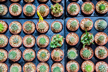 Wall Mural - little cactus in market