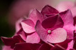 dark vibrant pink hydrangea flower