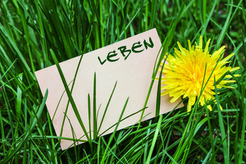 Canvas Print - Leben