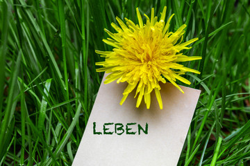 Poster - Leben