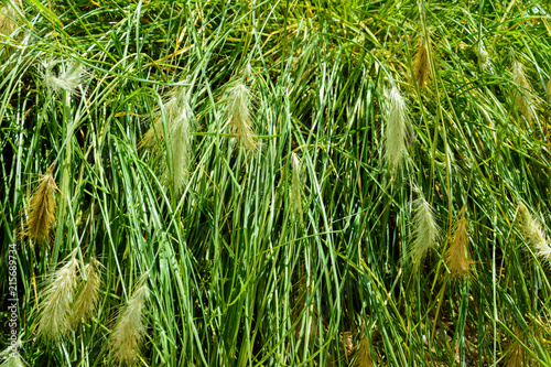 Fotografie, Obraz plant background sedge grass with white wet water spikelets