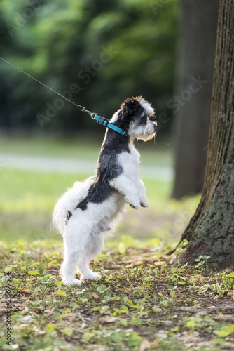 Zdjęcie XXL Śliczny pies teriera na smyczy na jego tylnych nogach. Pies stoi prosto