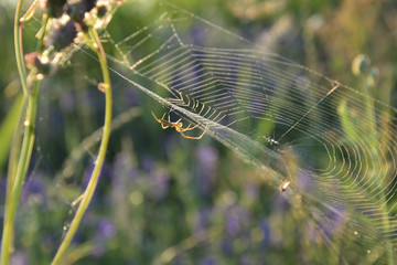 spider in its web, in its natural environment