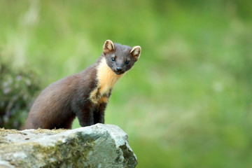 Wall Mural - Pine Marten