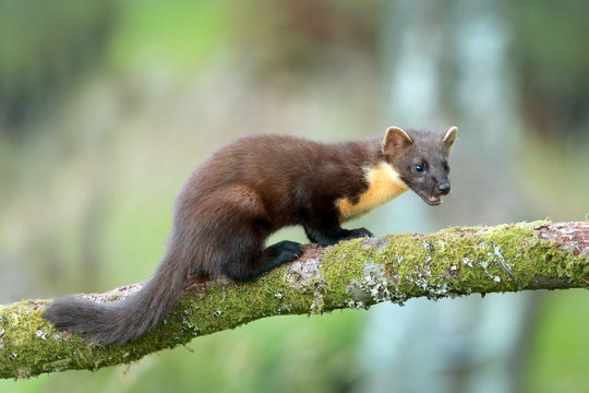 Pine Marten