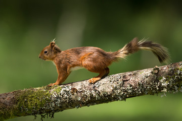 Wall Mural - Red Squirrel on Branch