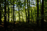 Fototapeta Na ścianę - Światło w lesie
