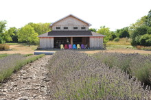 Farmhouse In Lavender Fields 