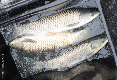 Fotografía Fishing catch of The White Amur or Grass Carp.