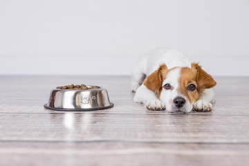 cute small dog waiting for meal or dinner the dog food. he is lying on the floor and looking at the camera. white background and pets indoors.