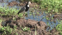 Spur Winged Lapwing Plover With Two Little Chicks