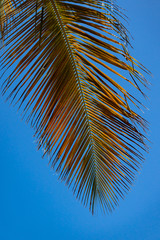 Palm tree leaves against blue sky