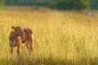 Calf on pasture
