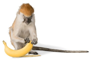 Wall Mural - Monkey Peeling Banana - Isolated