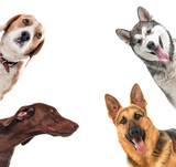 Fototapeta Zwierzęta - Group of different dogs on white background